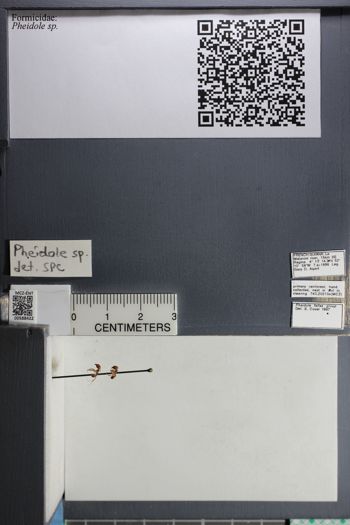 Media type: image;   Entomology 588422